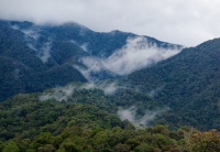 Borneo - Mt Kinabalu o0732